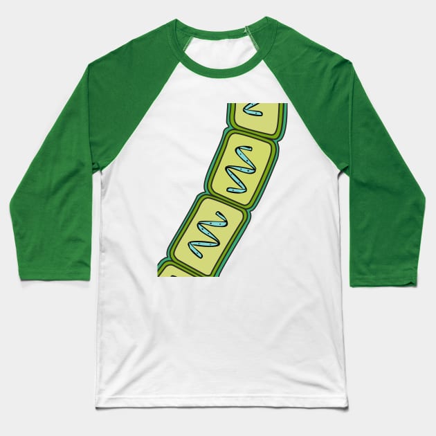 Coenobium of Spirogyra Baseball T-Shirt by RosArt100